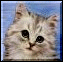 Kitten but