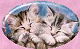 Kitten but