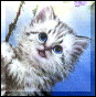Kitten but